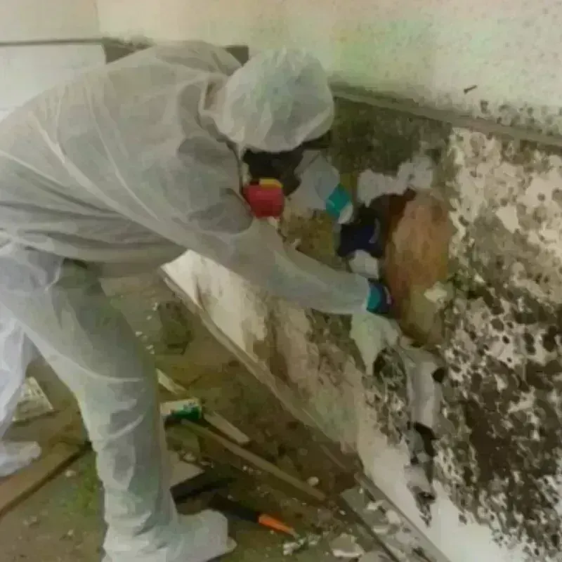 Mold Remediation and Removal in Wells, NV